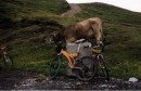 transalp_2002_13_bike_kuh.jpg